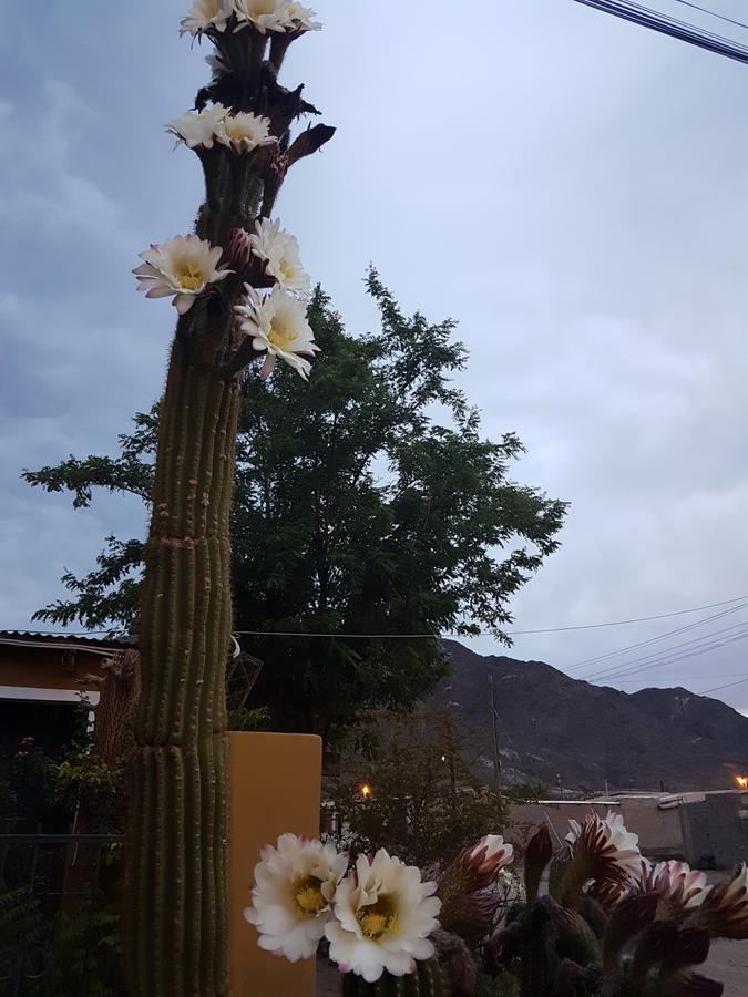 Bed and Breakfast Cardones De Molinos Exterior foto